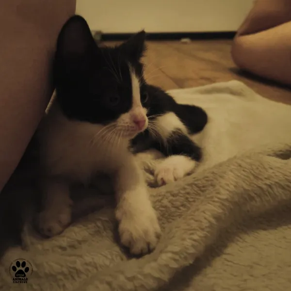 Kot do adopcji, Gdynia, 7 sierpnia 2025 (2/5)