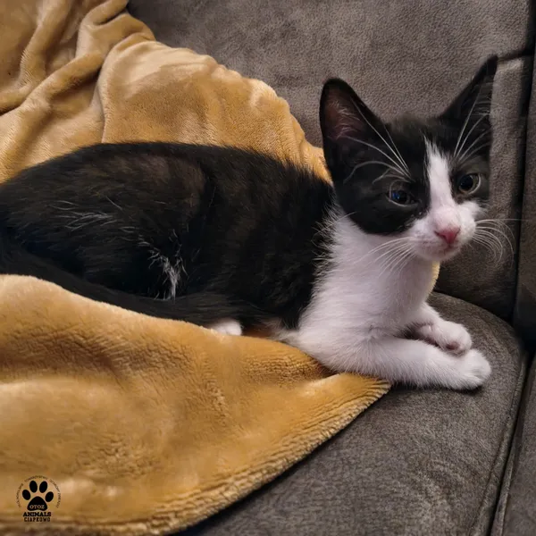 Kot do adopcji, Gdynia, 7 sierpnia 2025 (3/5)