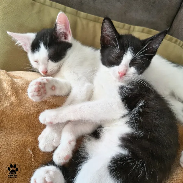 Kot do adopcji, Gdynia, 7 sierpnia 2025 (4/5)