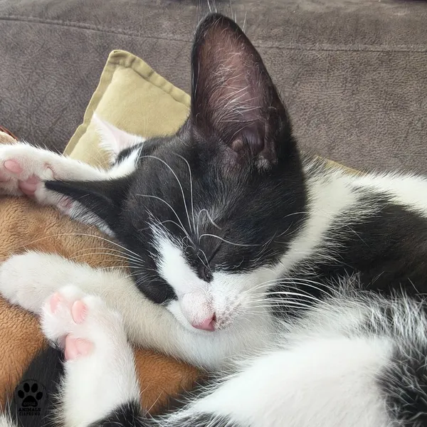 Kot do adopcji, Gdynia, 7 sierpnia 2025 (5/5)