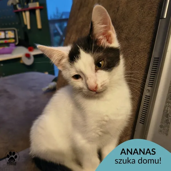 Kot do adopcji, Gdynia, 7 sierpnia 2025 (1/5)