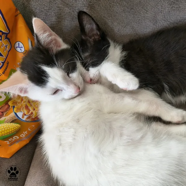 Kot do adopcji, Gdynia, 7 sierpnia 2025 (5/5)