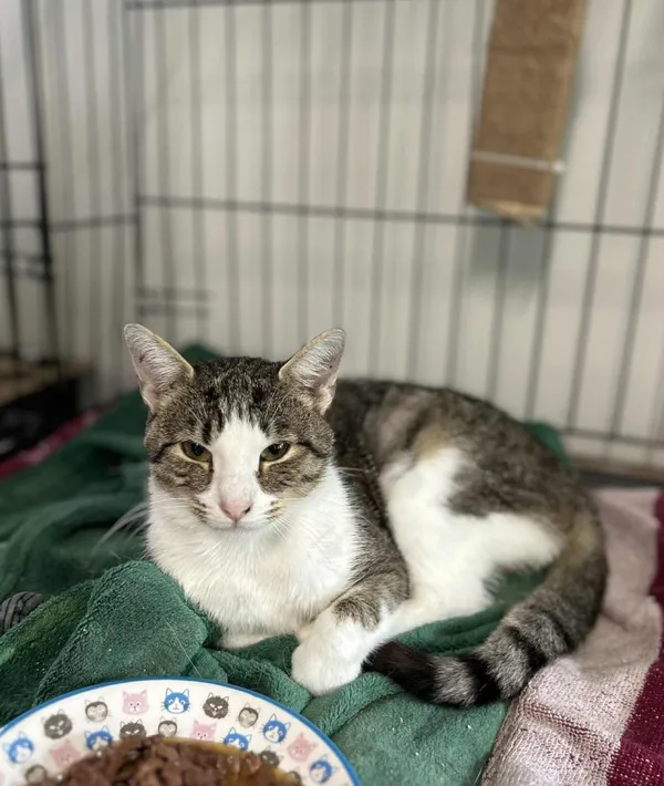 Kot do adopcji, Głowno, 7 sierpnia 2025 (1/4)