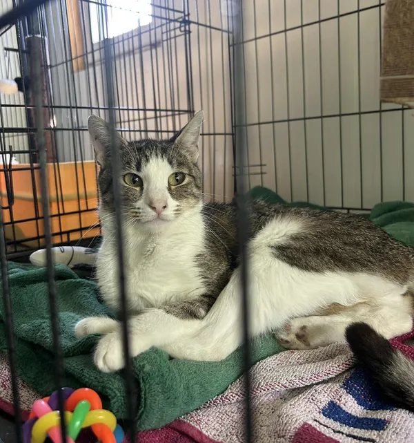 Kot do adopcji, Głowno, 7 sierpnia 2025 (2/4)