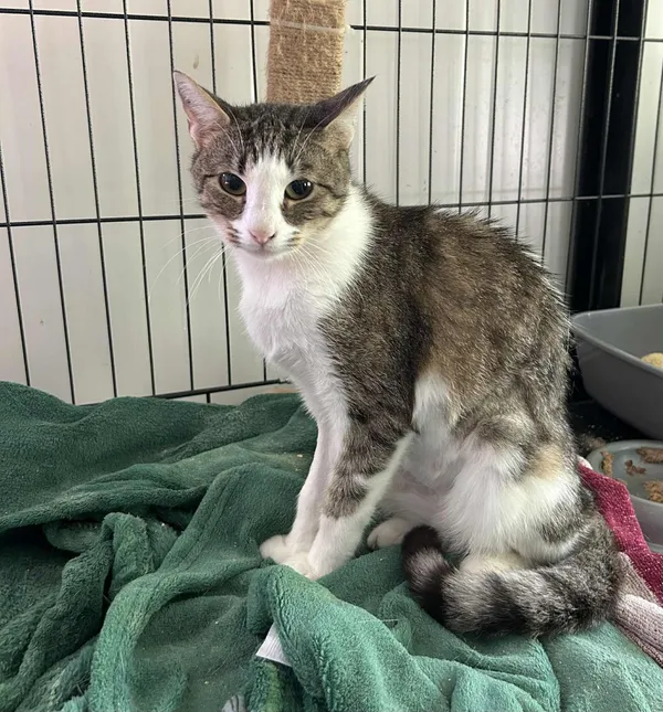 Kot do adopcji, Głowno, 7 sierpnia 2025 (3/4)