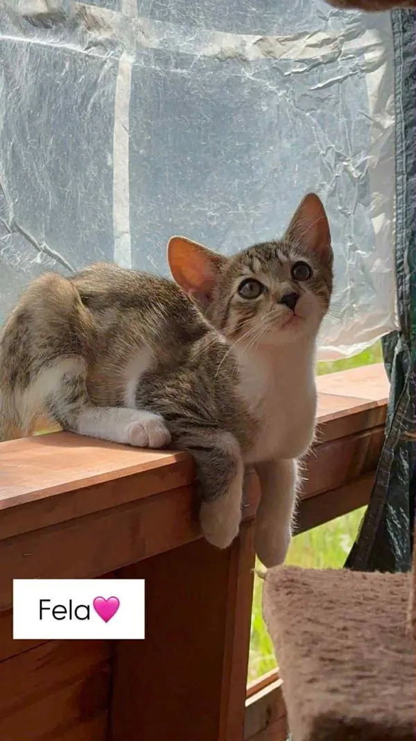 Kot do adopcji, Głowno, 7 sierpnia 2025 (1/2)