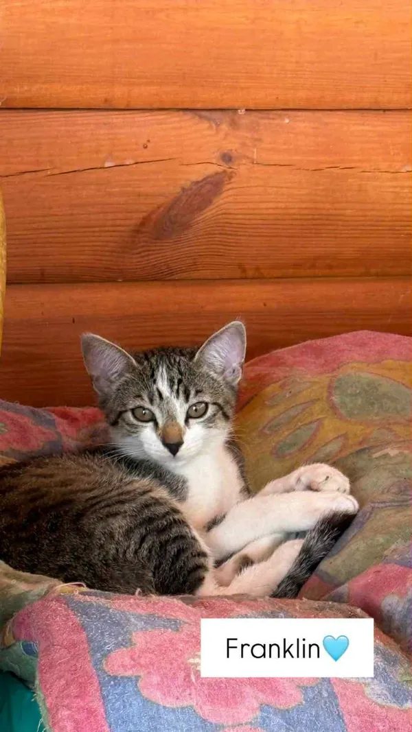 Kot do adopcji, Głowno, 7 sierpnia 2025 (2/2)