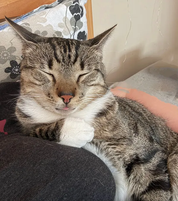 Zaginął kot, Szczecin, Turzyn, 8 sierpnia 2025