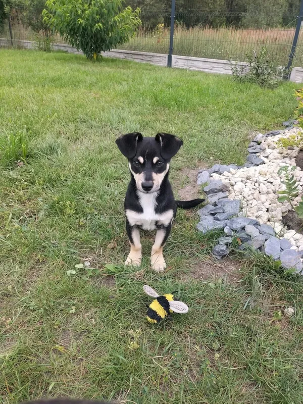 Pies do adopcji, Radom, 7 sierpnia 2025 (4/5)