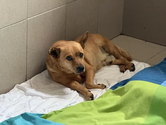 Pies do adopcji, Kraków, 24 lipca 2025