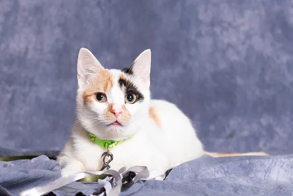 Kot do adopcji, Gdańsk, 23 maja 2025