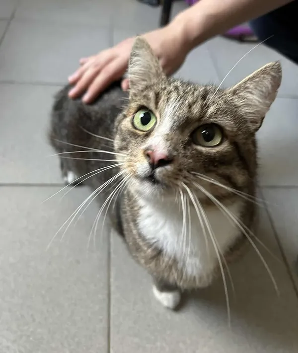 Znaleziono kota, Lublin, 4 sierpnia 2025