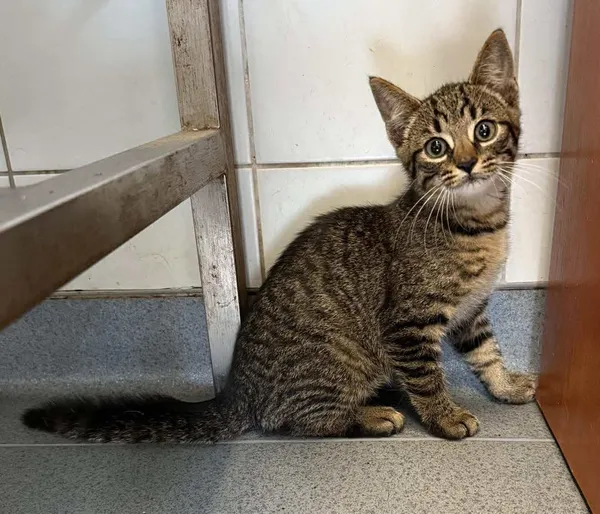 Znaleziono kota, Lublin, 5 sierpnia 2025