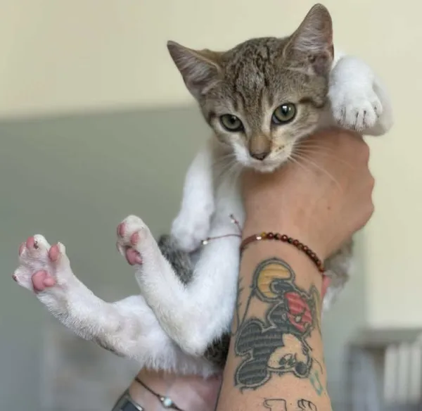 Znaleziono kota, Lublin, 5 sierpnia 2025