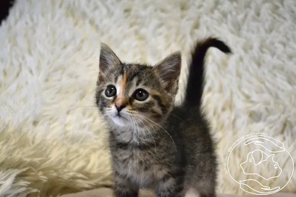 Kot do adopcji, Chełmek, 23 lipca 2025