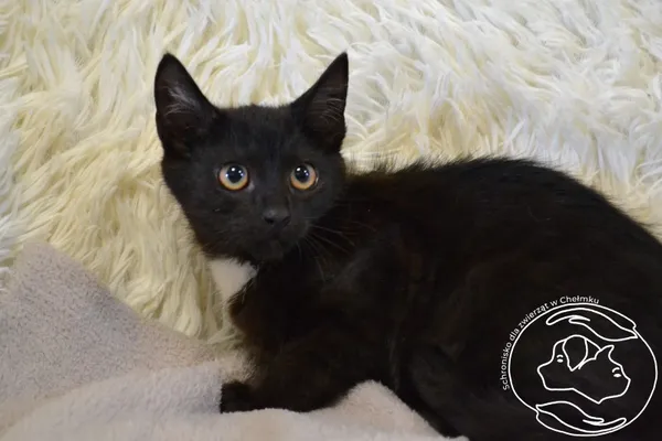 Kot do adopcji, Chełmek, 23 lipca 2025