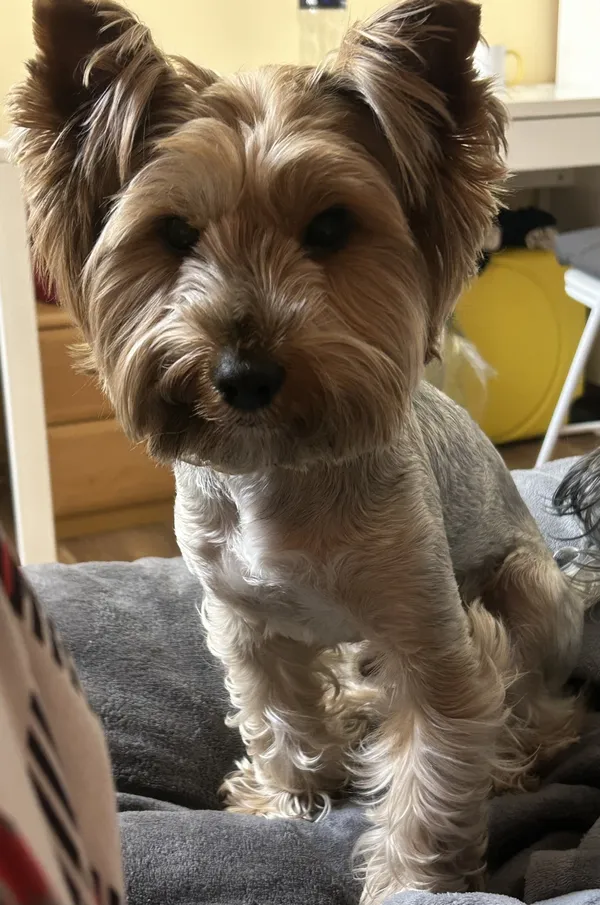 Zaginął pies, Łódź, 8 sierpnia 2025