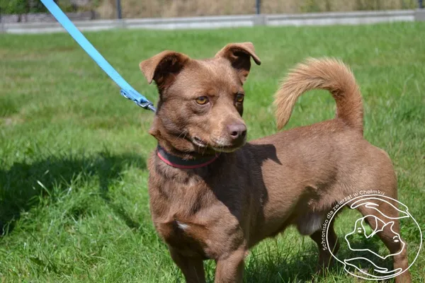 Pies do adopcji, Chełmek, 24 lipca 2025