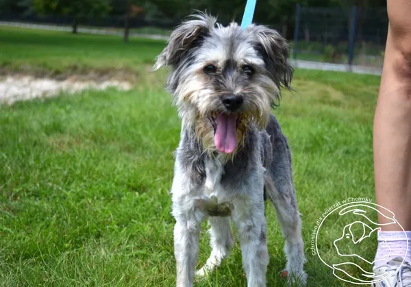 Pies do adopcji, Chełmek, 23 lipca 2025