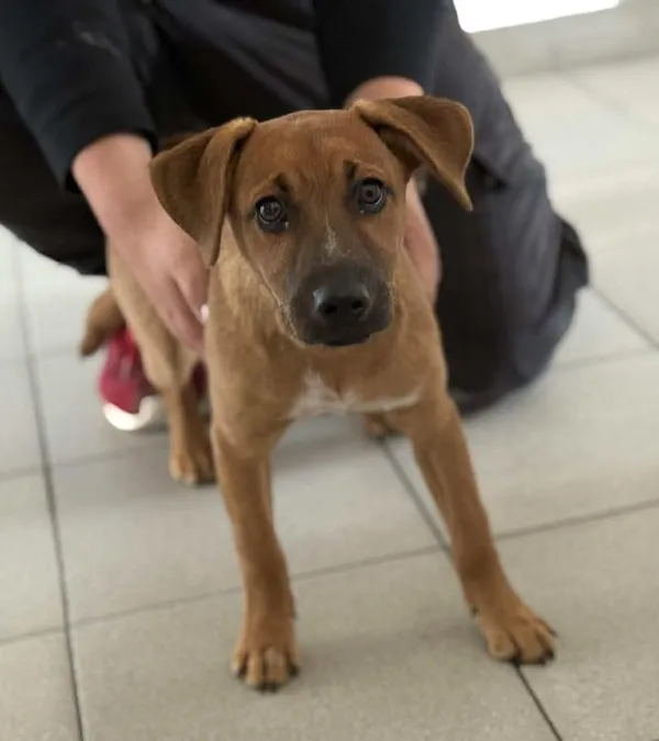 Znaleziono psa, Lublin, 7 sierpnia 2025