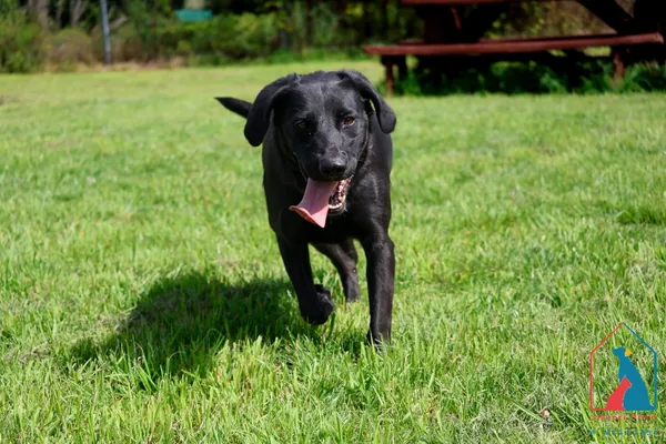 Pies do adopcji, Grudziądz, 26 lipca 2024 (1/5)