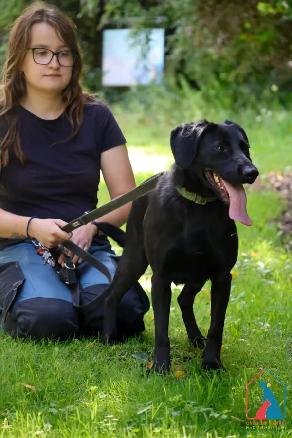 Pies do adopcji, Grudziądz, 26 lipca 2024 (2/5)