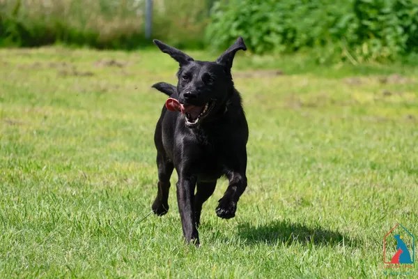 Pies do adopcji, Grudziądz, 26 lipca 2024 (5/5)