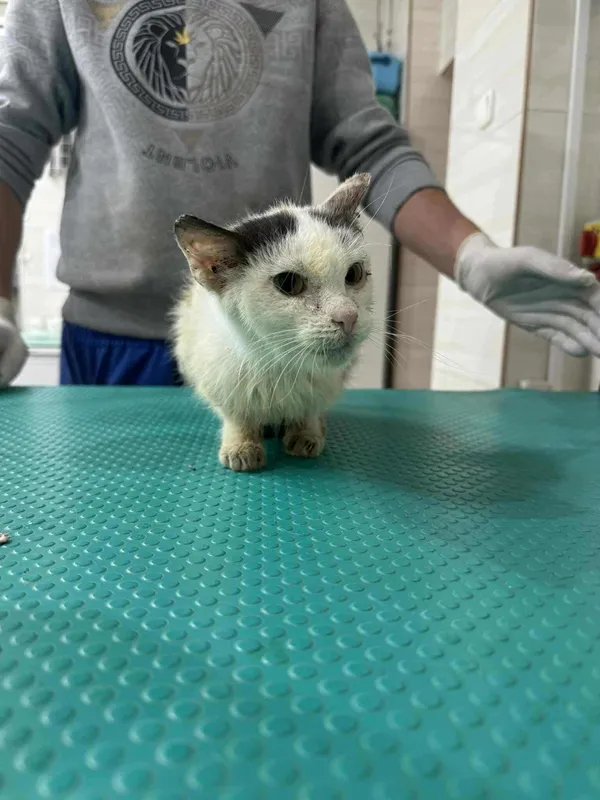 Znaleziono kota, Czartki, 8 sierpnia 2025