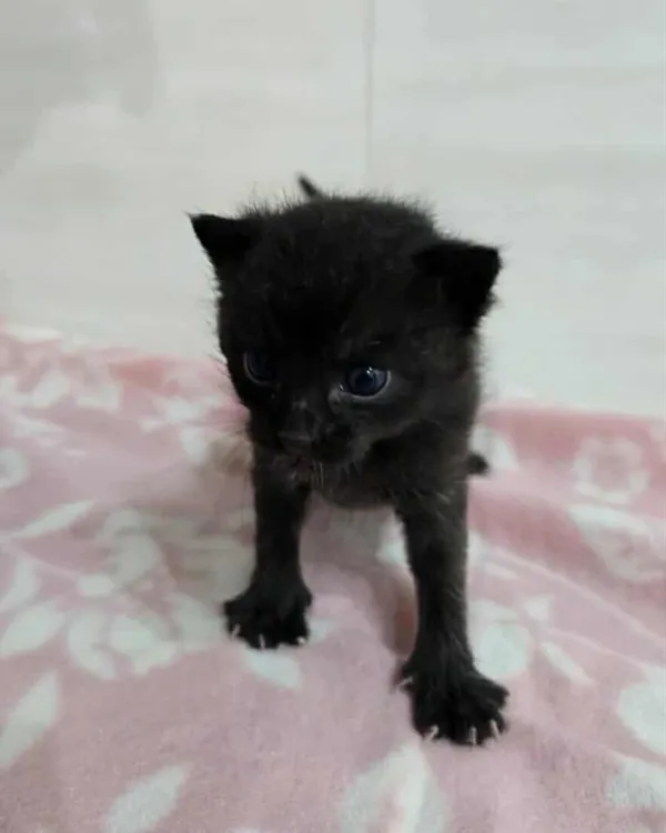 Znaleziono kota, Czartki, 8 sierpnia 2025