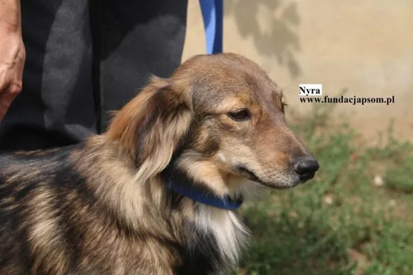 Pies do adopcji, Nowy Dwór Mazowiecki, 8 sierpnia 2025 (1/5)