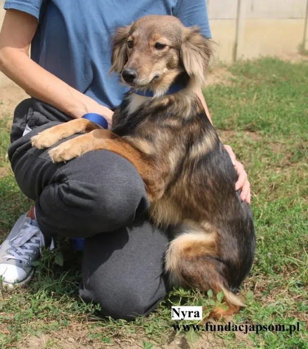 Pies do adopcji, Nowy Dwór Mazowiecki, 8 sierpnia 2025 (2/5)