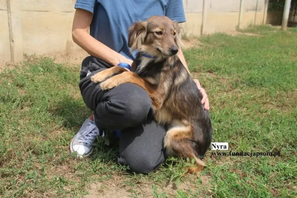 Pies do adopcji, Nowy Dwór Mazowiecki, 8 sierpnia 2025 (4/5)