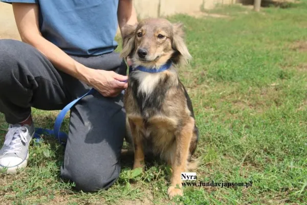 Pies do adopcji, Nowy Dwór Mazowiecki, 8 sierpnia 2025 (5/5)