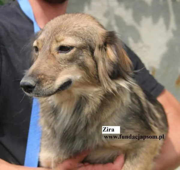 Pies do adopcji, Nowy Dwór Mazowiecki, 8 sierpnia 2025 (1/5)