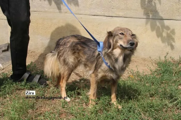 Pies do adopcji, Nowy Dwór Mazowiecki, 8 sierpnia 2025 (4/5)