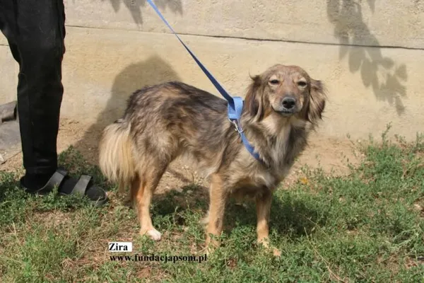Pies do adopcji, Nowy Dwór Mazowiecki, 8 sierpnia 2025 (5/5)