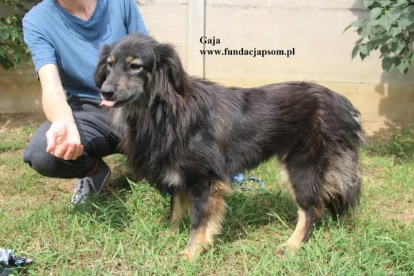 Pies do adopcji, Nowy Dwór Mazowiecki, 8 sierpnia 2025 (2/5)