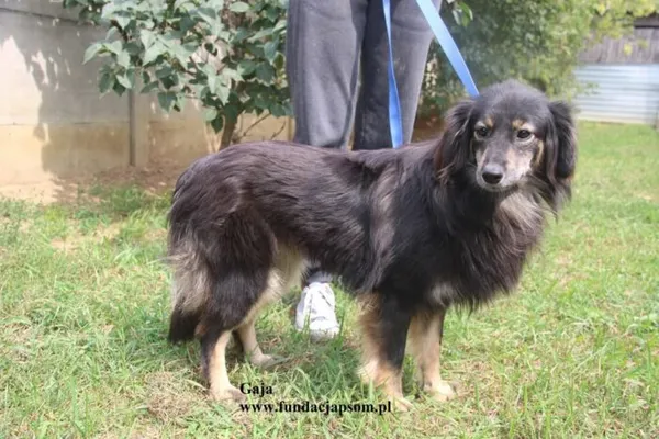Pies do adopcji, Nowy Dwór Mazowiecki, 8 sierpnia 2025 (5/5)