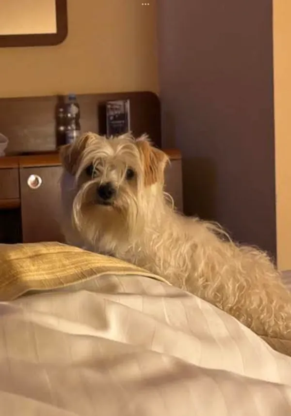 Znaleziono psa, Rozalin, 9 sierpnia 2025 (2/3)