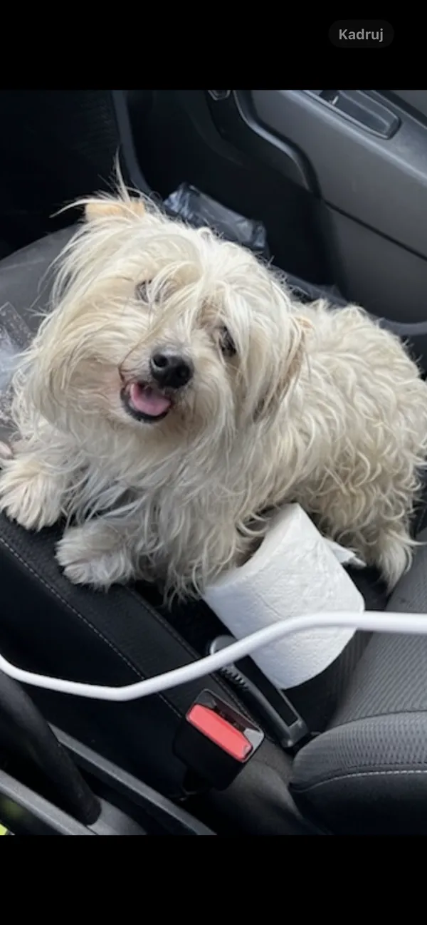 Znaleziono psa, Rozalin, 9 sierpnia 2025 (3/3)