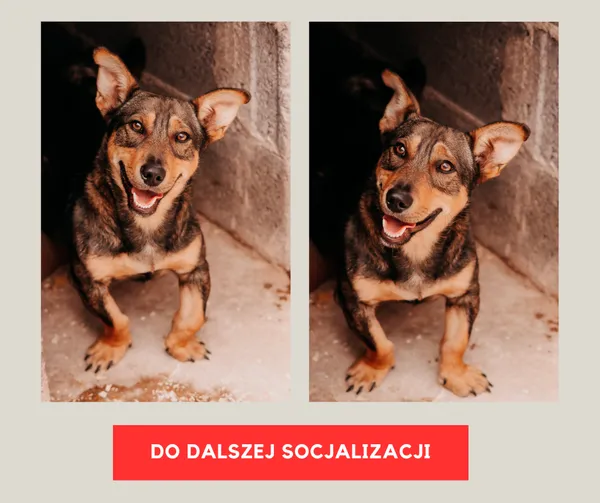 Pies do adopcji, Czartki, 8 sierpnia 2025