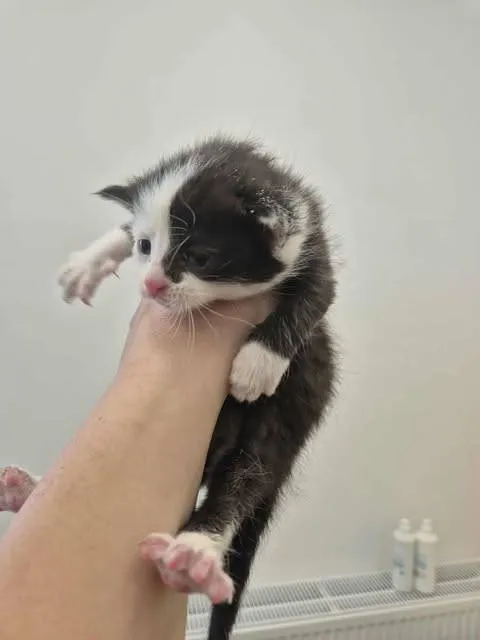 Znaleziono kota, Grudziądz, 9 sierpnia 2025