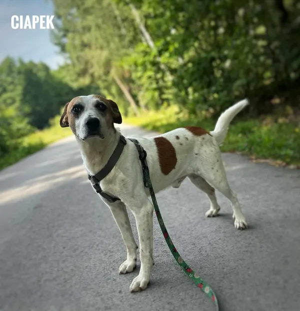 Pies do adopcji, Rytlów, 9 sierpnia 2025