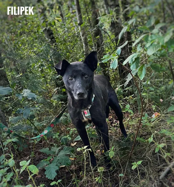 Pies do adopcji, Rytlów, 9 sierpnia 2025