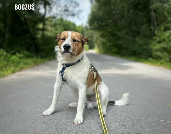 Pies do adopcji, Rytlów, 9 sierpnia 2025