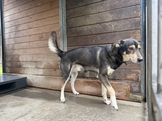 Pies do adopcji, Kraków, 25 lipca 2025