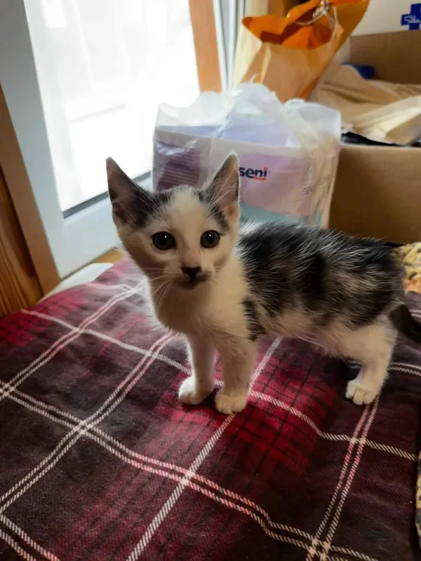 Kot do adopcji, Głowno, 8 sierpnia 2025 (5/5)