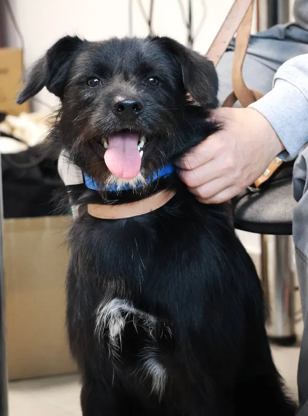 Znaleziono psa, Łódź, 9 sierpnia 2025 (4/5)