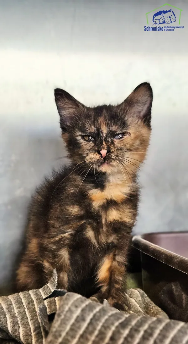 Znaleziono kota, Szczecin, 9 sierpnia 2025 (1/3)