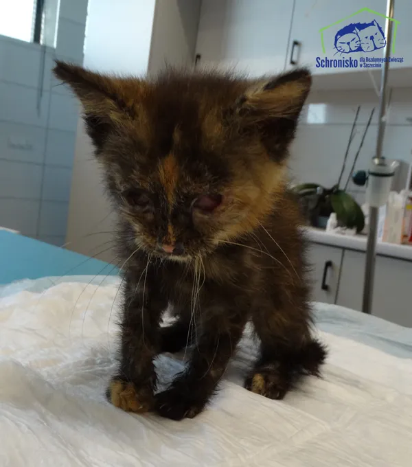 Znaleziono kota, Szczecin, 9 sierpnia 2025 (2/3)